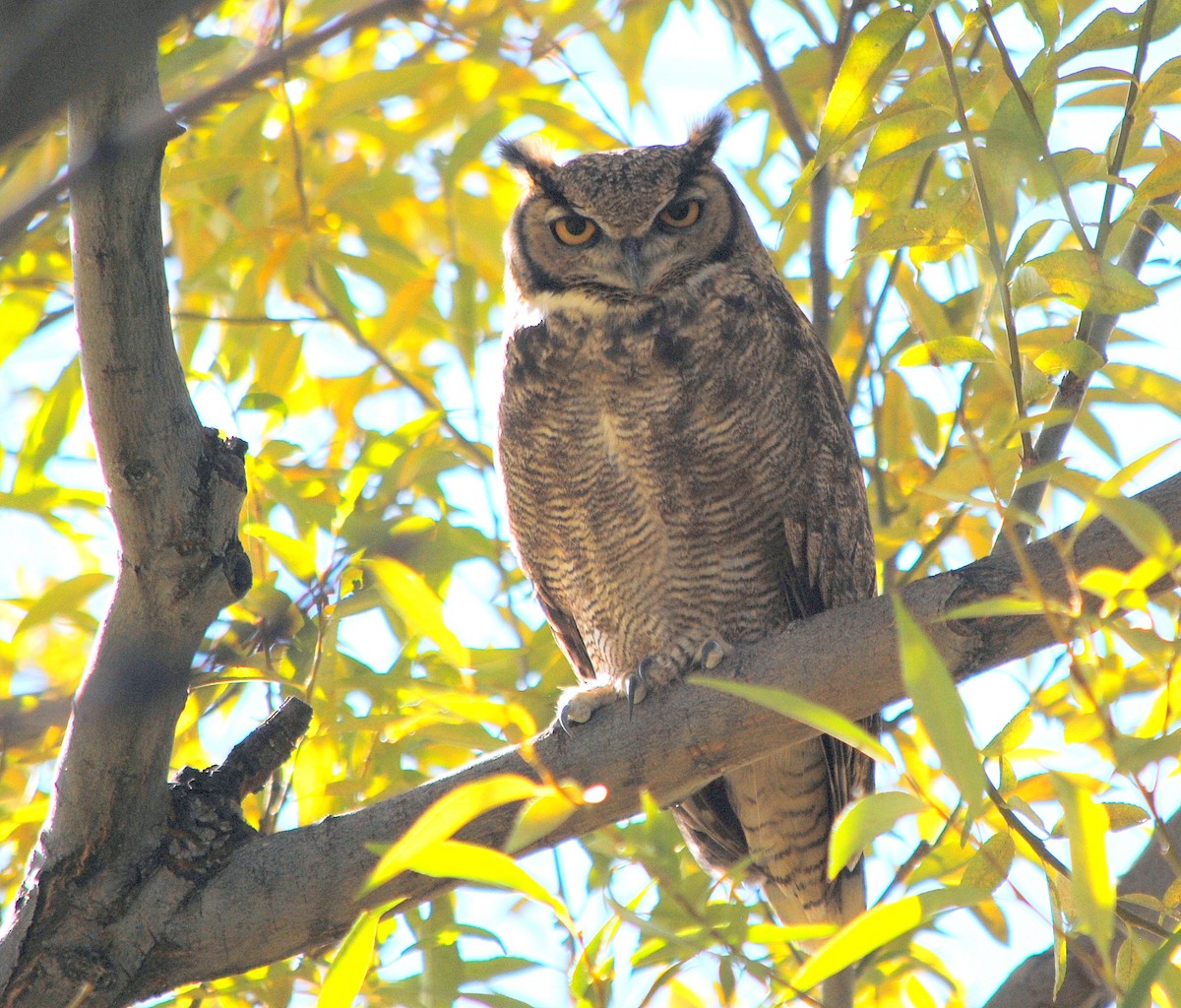 Lesser Horned Owl - ML147527471