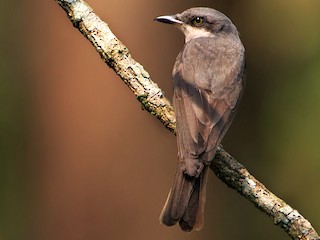  - Malabar Woodshrike