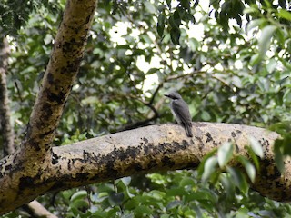  - Malabar Woodshrike
