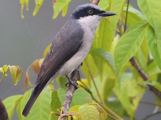  - Malabar Woodshrike