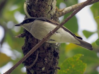  - Malabar Woodshrike
