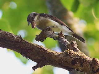 Молодая птица - Nelson George - ML147528121