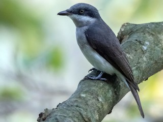  - Malabar Woodshrike