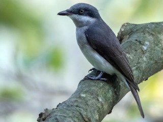 นกเพศเมียเต็มวัย - Balaji P B - ML147528131