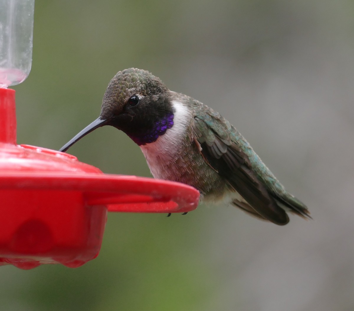 Black-chinned Hummingbird - Chris Payne