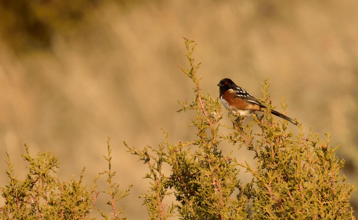 Spotted Towhee - Don Weber