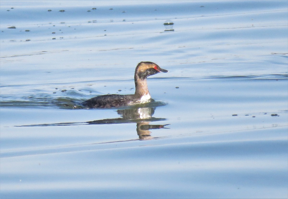 Horned Grebe - Suzanne Odum