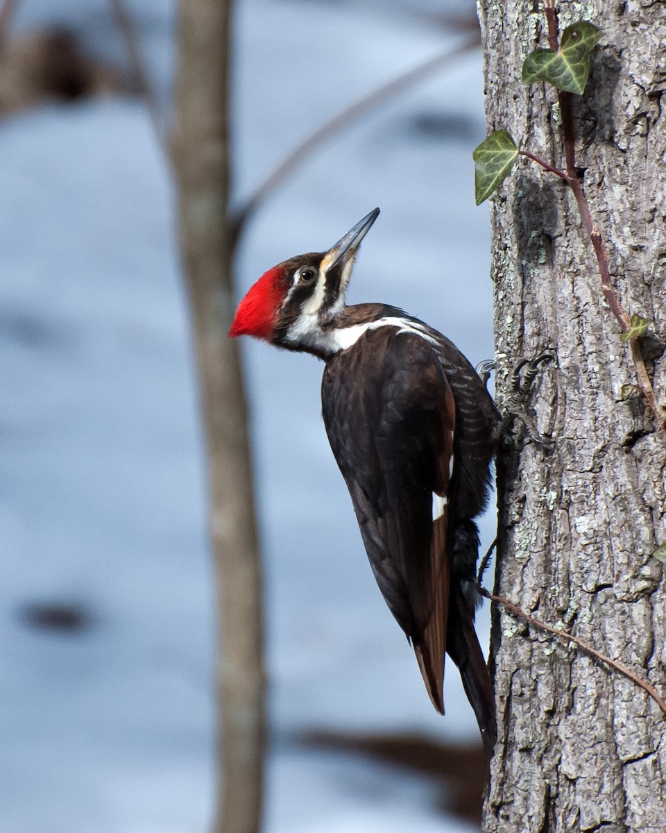 Pileated Woodpecker - Naseem Reza