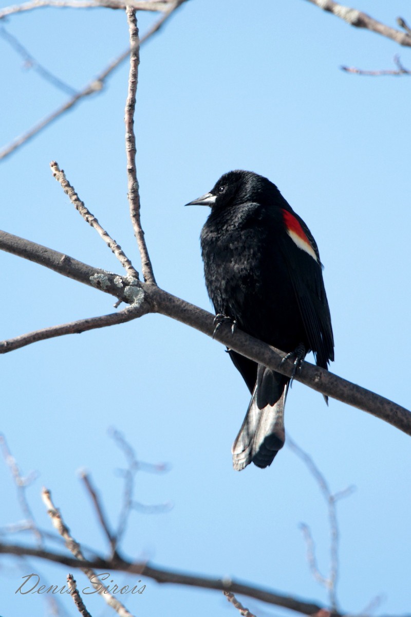 Red-winged Blackbird - ML147532591
