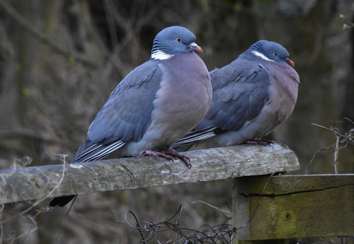 Common Wood-Pigeon - Chris Rohrer