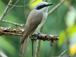  - Large Woodshrike