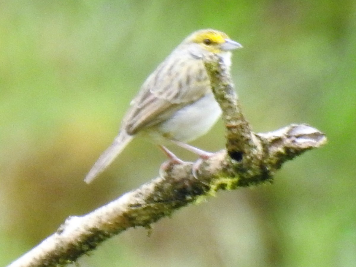 Yellow-browed Sparrow - ML147534241