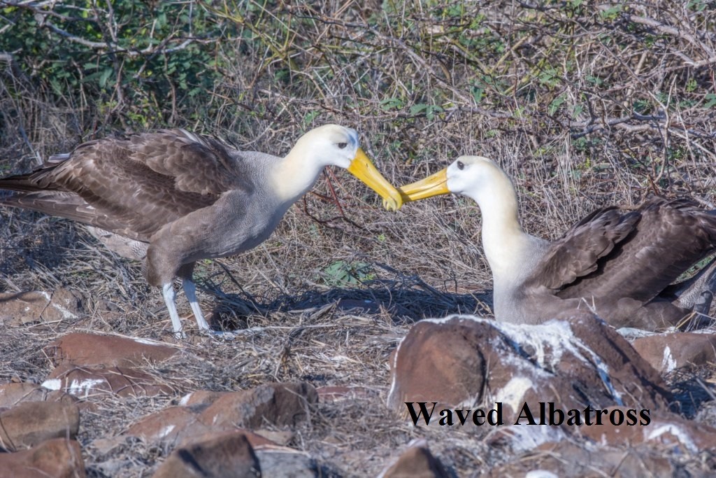 Waved Albatross - James Hoagland