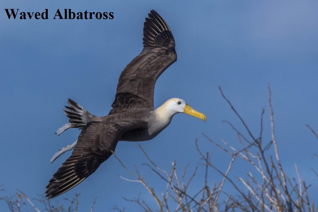 Waved Albatross - James Hoagland