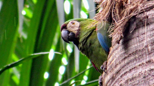 Chestnut-fronted Macaw - EDWAR ROMERO