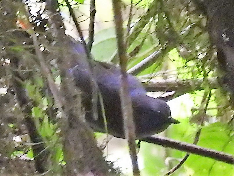Long-tailed Tapaculo - ML147535941