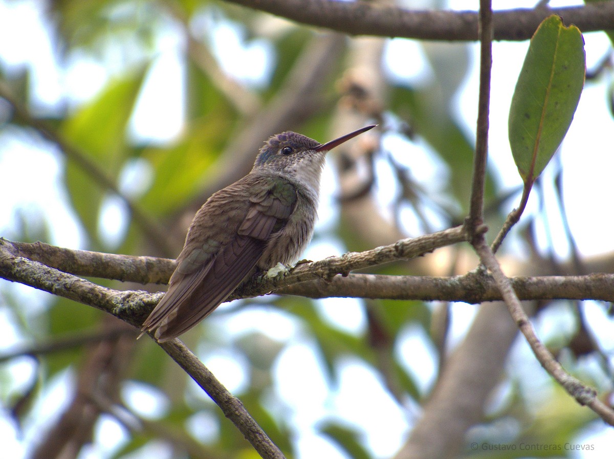Azure-crowned Hummingbird - ML147536991