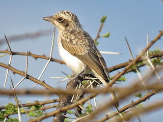 幼鳥 - Joel  Ranjithkumar - ML147539211