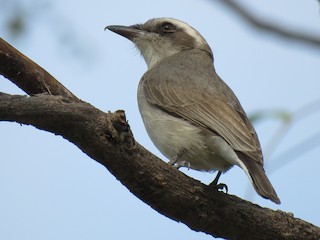 นกเต็มวัย - Krishnamoorthy Muthirulan - ML147539221