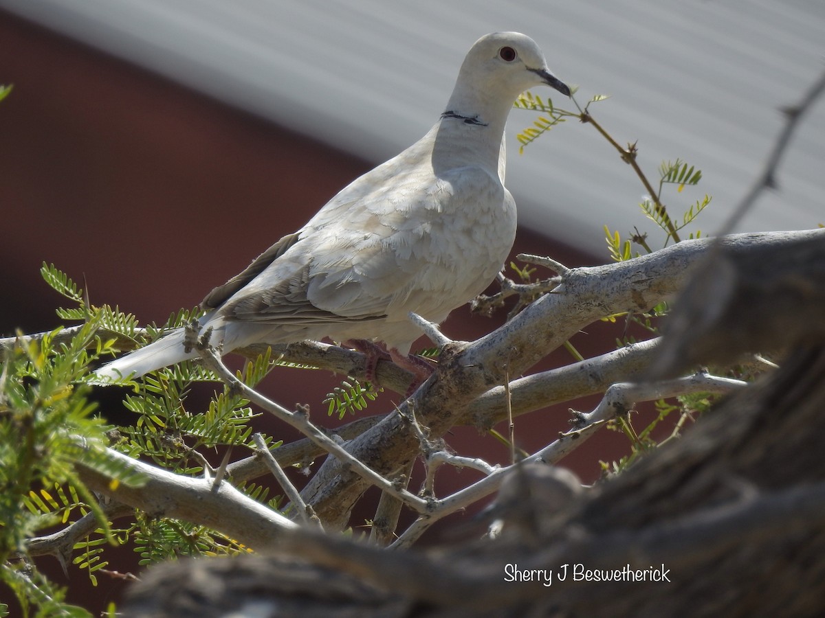 Eurasian Collared-Dove - Sherry Beswetherick