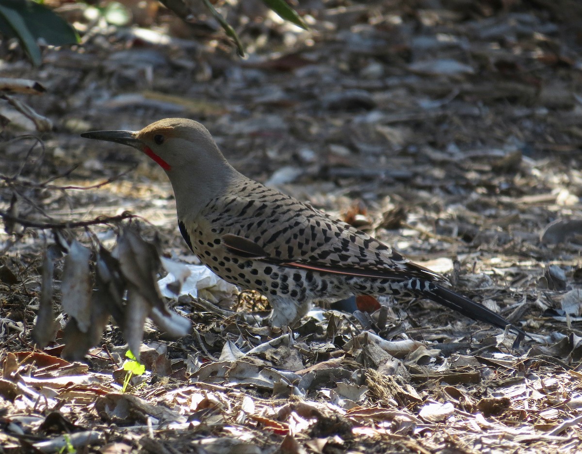 Northern Flicker (Red-shafted) - Thomas Wurster