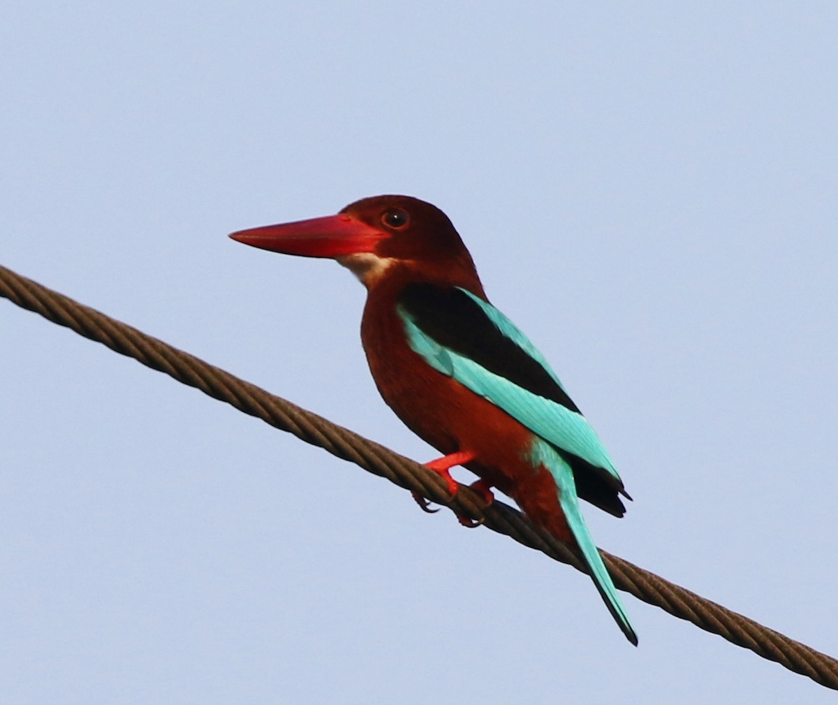 Brown-breasted Kingfisher - Tom Benson