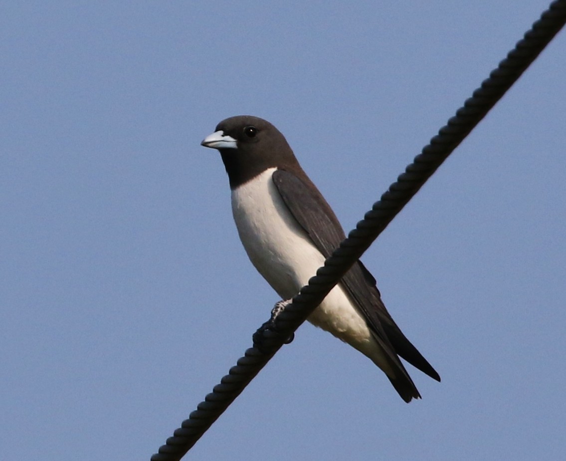 White-breasted Woodswallow - Tom Benson