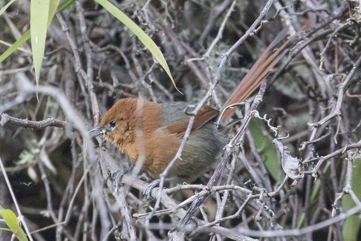 Rusty-headed Spinetail - ML147541761
