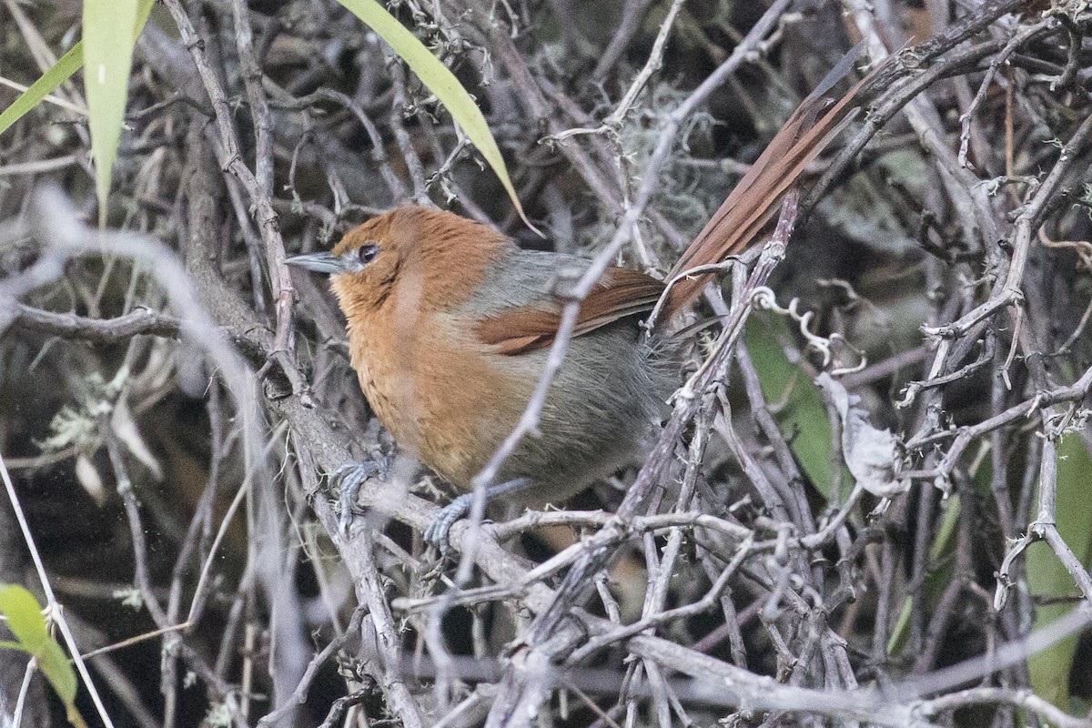Rusty-headed Spinetail - ML147541781