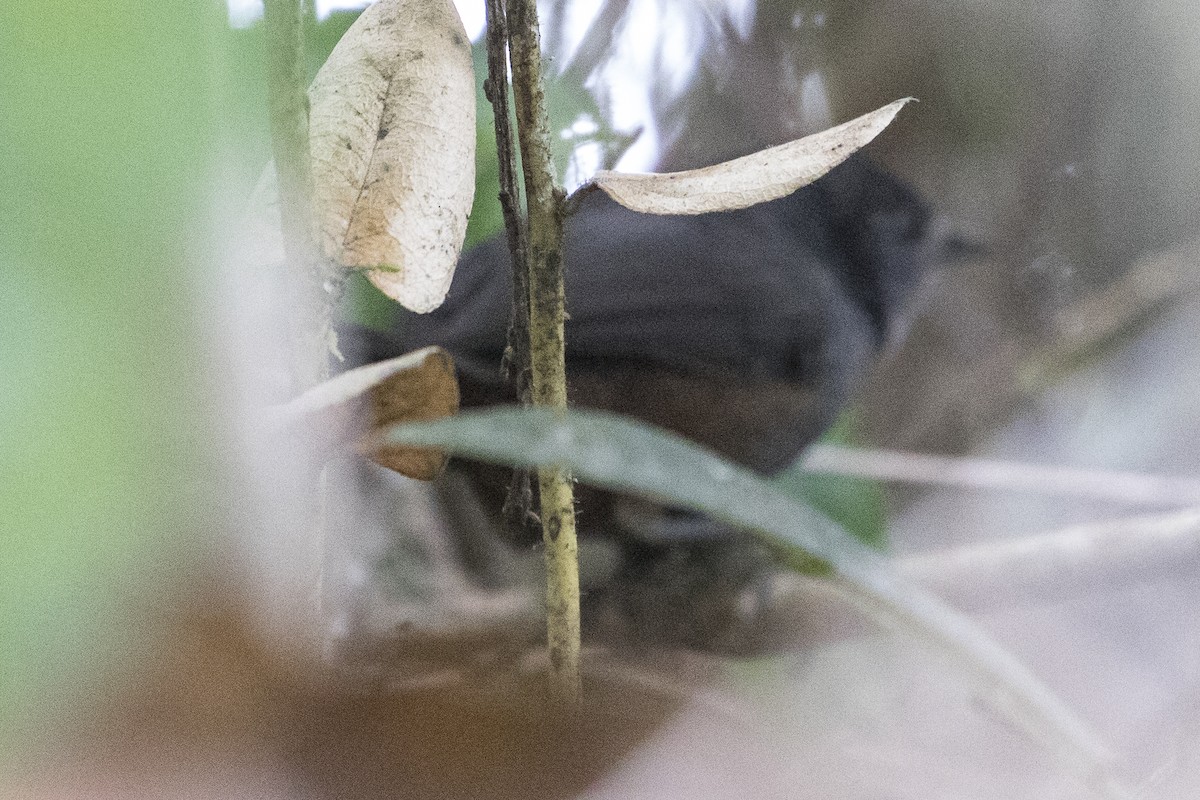Brown-rumped Tapaculo - ML147542131