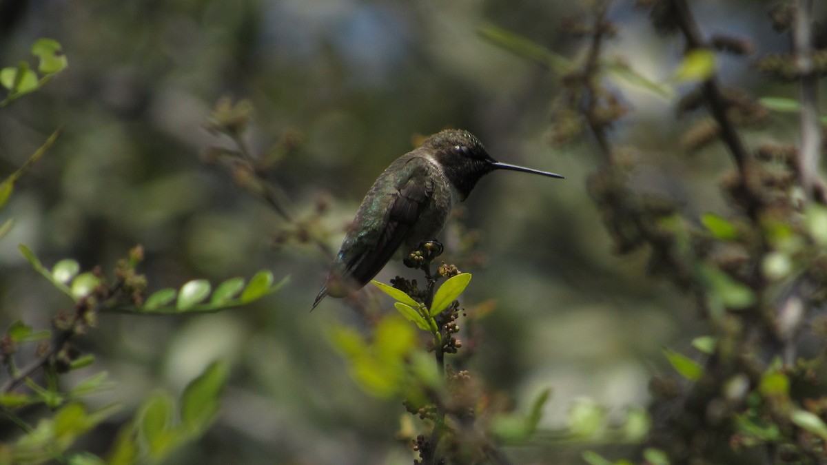 Ruby-throated Hummingbird - Francisco Valero