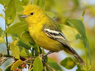  - White-tailed Iora