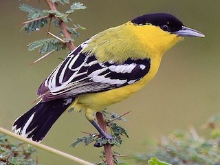  - White-tailed Iora