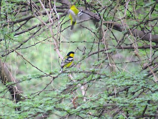 นกเพศผู้ชุดขนฤดูผสมพันธุ์ - Rajiv R - ML147545291