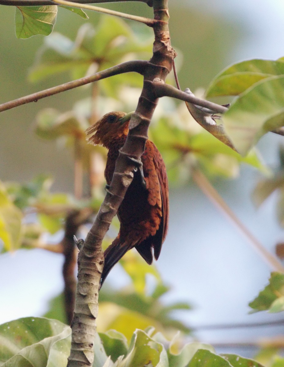 Chestnut-colored Woodpecker - ML147545401