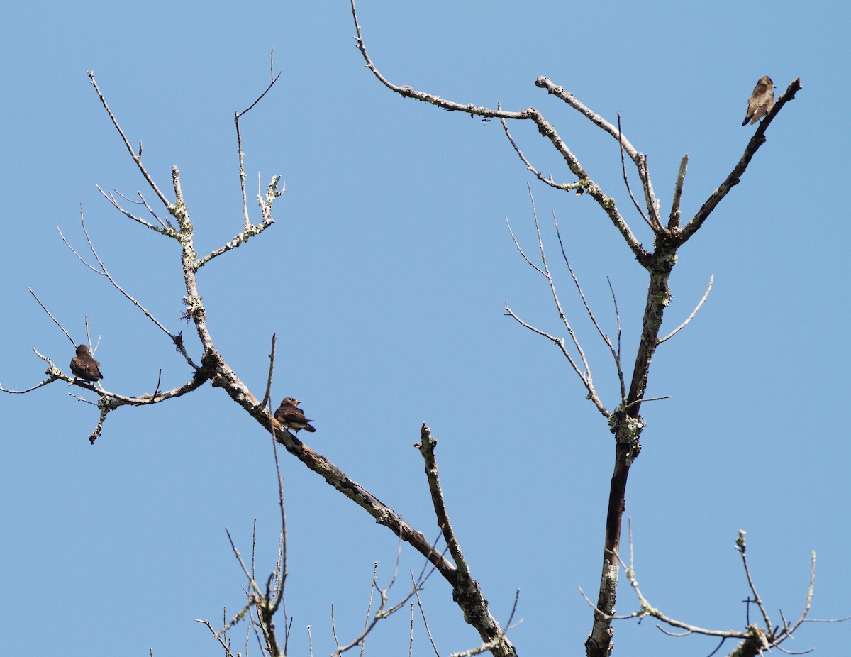 Northern Rough-winged Swallow (Ridgway's) - Gina Sheridan
