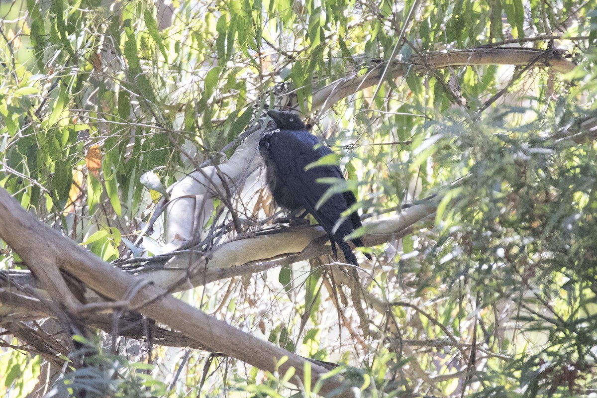 Cuervo de Tasmania - ML147546851