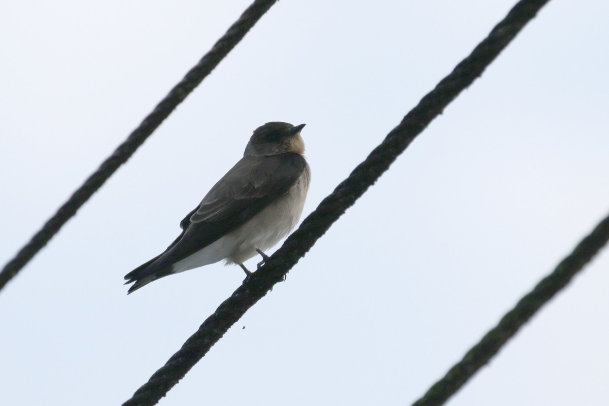 Southern Rough-winged Swallow - ML147548341