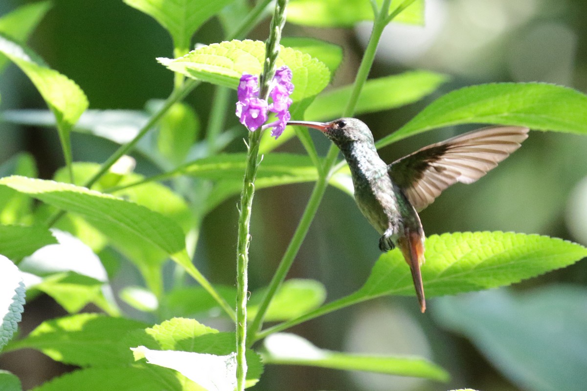 Rufous-tailed Hummingbird - Cameron Eckert