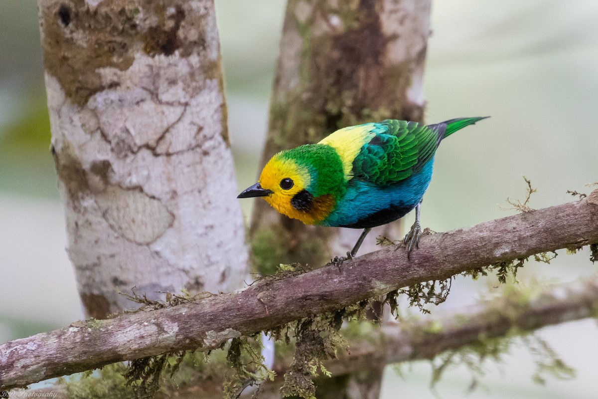 Multicolored Tanager - ML147550321
