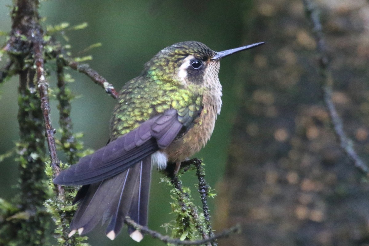 Speckled Hummingbird - ML147551231