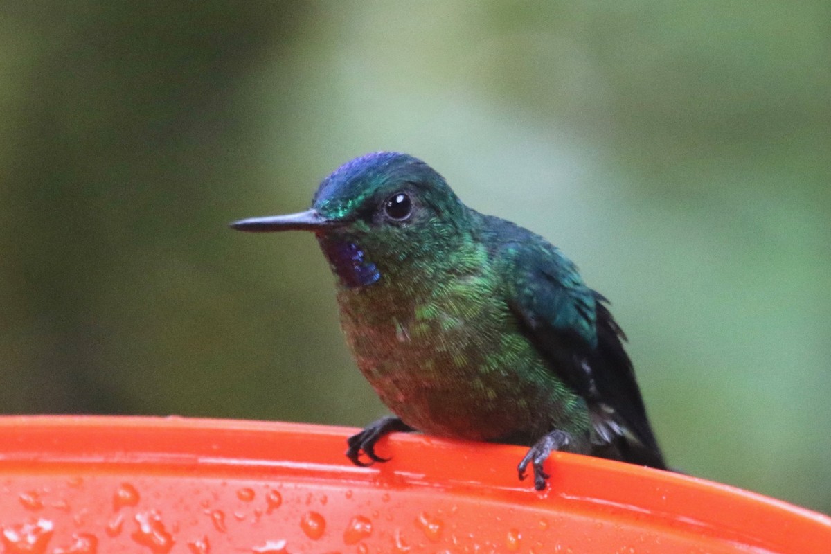 Long-tailed Sylph - ML147551241