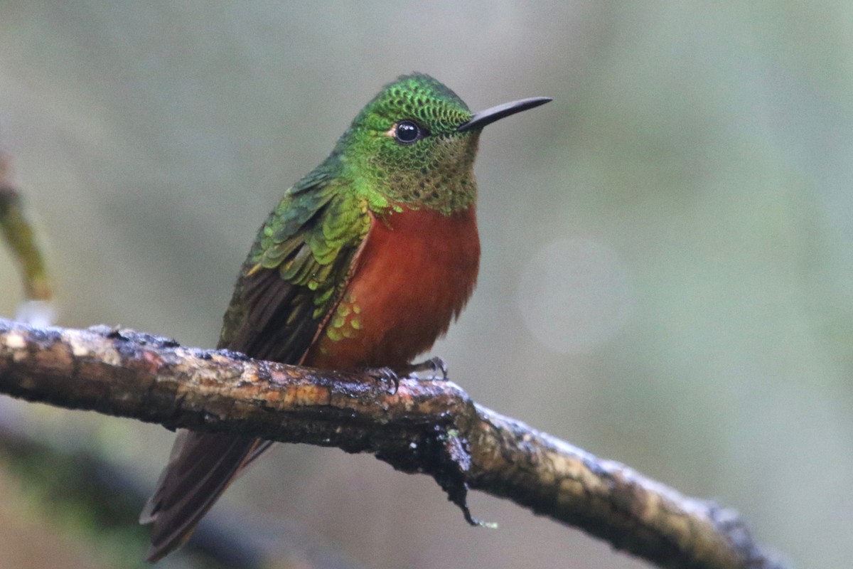 Chestnut-breasted Coronet - Gil Ewing