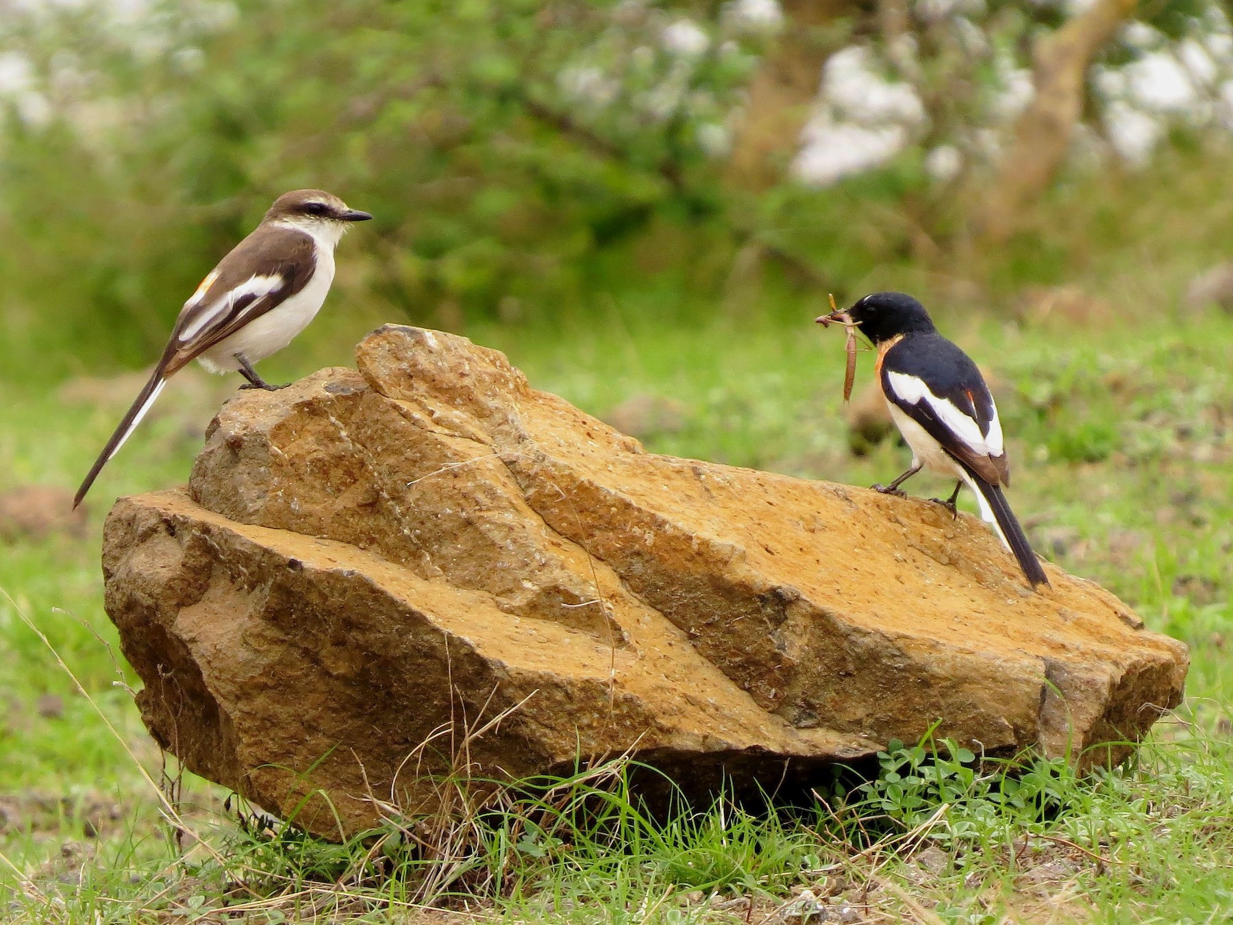 White-bellied Minivet - Tejas Vagadia