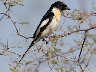  - White-bellied Minivet