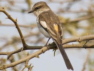  - White-bellied Minivet