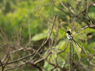  - White-bellied Minivet
