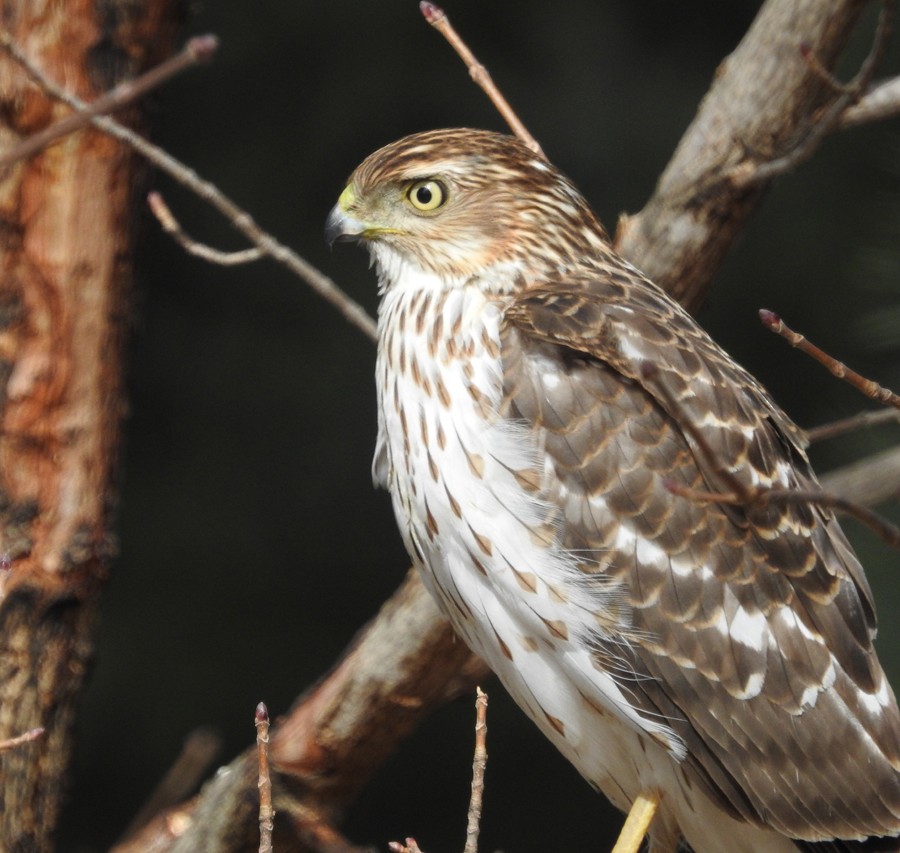 Cooper's Hawk - Andy McGivern
