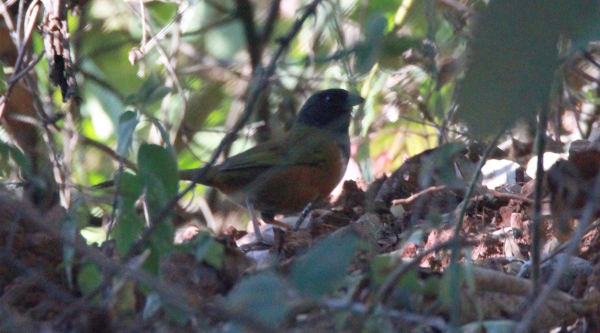 Spotted Towhee - ML147552321