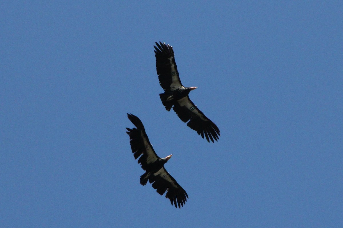 California Condor - Will Kennerley